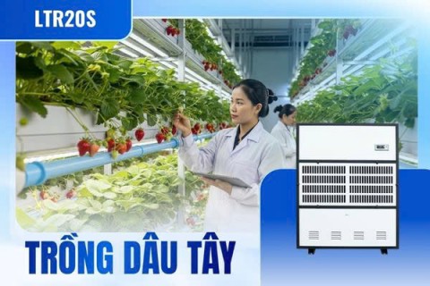 Máy hút ẩm công nghiệp cho môi trường nhiệt độ thấp trồng dầu tây