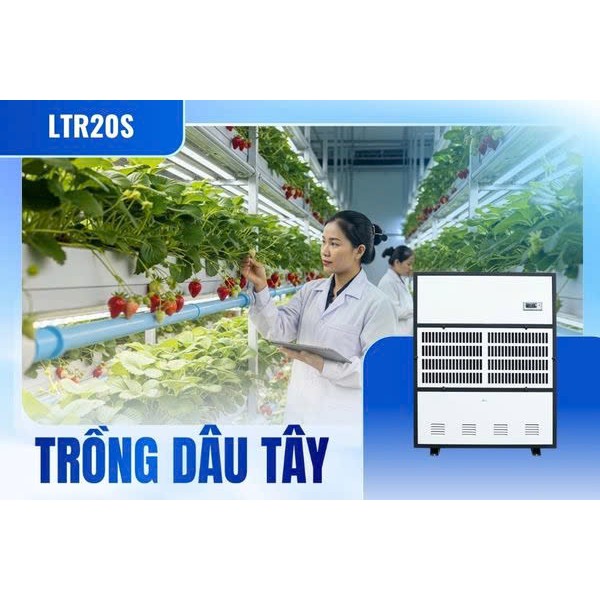 Máy hút ẩm công nghiệp cho môi trường nhiệt độ thấp trồng dầu tây